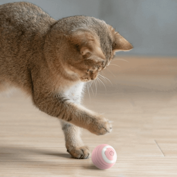 Rollito - Das ultimative Katzenspielzeug - Garos
