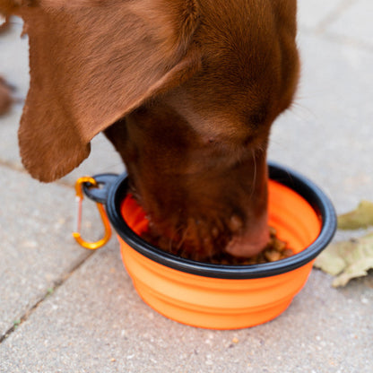 Hund nutzt faltbaren Reisenapf in Orange, kompakter Silikonnapf für Wasser oder Futter unterwegs