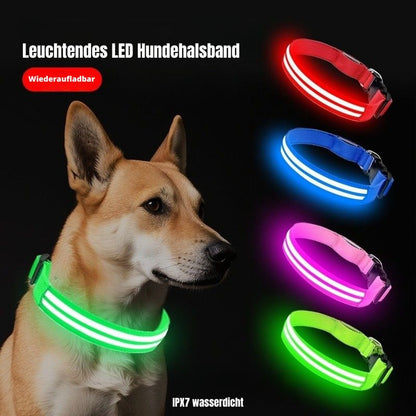 Leuchtendes LED Hundehalsband für Hunde – wiederaufladbar und wasserdicht, ideal für Spaziergänge bei Nacht