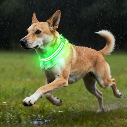 Leuchtendes LED Hundehalsband für Hunde – wiederaufladbar und wasserdicht, ideal für Spaziergänge bei Nacht.