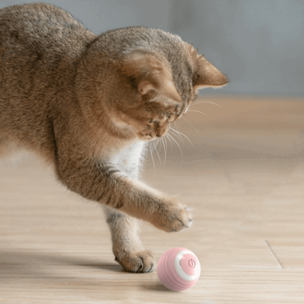 Rollito - Das ultimative Katzenspielzeug - Garos